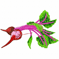 Radish Embroidery Design 5 Radish Embroidery Design 5
